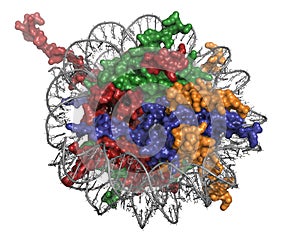 Nucleosome, molecular model.