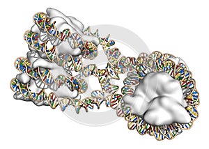 Nucleosome structure. 3D illustration.