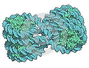 Nucleosome structure. Structure of an oligonucleosome, showing the packaging of DNA in chromosomes. 3D illustration
