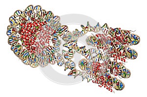 Nucleosome structure. Structure of an oligonucleosome, showing the packaging of DNA in chromosomes. 3D illustration