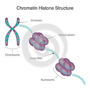 Chromatin Histone Structure vector illustration graphic photo