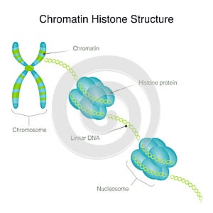 Chromatin histone structure photo