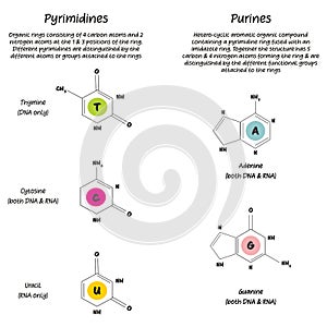 Pyrimidines and Purines nucleotide diagram chemical structure photo
