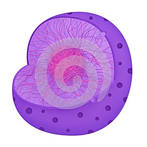 The Nucleus of Anatomy.The nucleus is an organelle found in most eukaryotic cells,