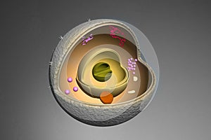 Nucleus cross section