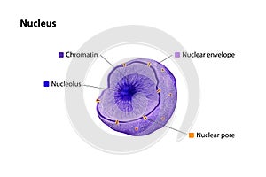 Nucleus: Eukaryotic cell\'s central organelle, enclosed by a double membrane, containing DNA in chromatin form, orchestrating