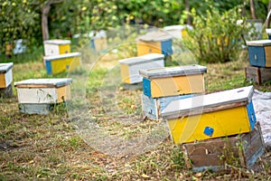 Nucleus hives placed in the garden, fostering the development of new bee populations during the summer.