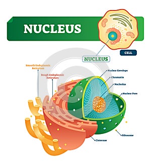 Nucleus vector illustration. Labeled diagram with isolated cell structure.