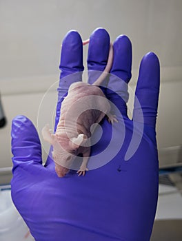 Nude mouse for research