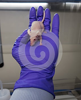 Nude mouse for research