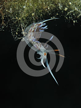 Nudi in black background