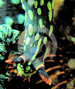 Nudi with green colour and orange horn