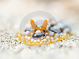 Nudibranc. Phyllidia ocellata. Squirmer