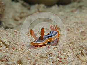 Nudibranch