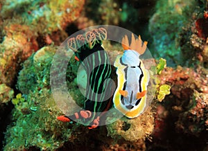Nudibranch