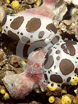 Nudibranch photo