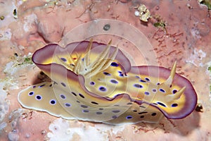 Nudibranch