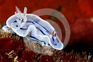 Nudibranch