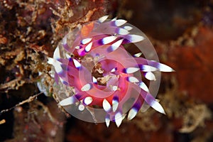 Nudibranch