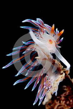 Nudibranch