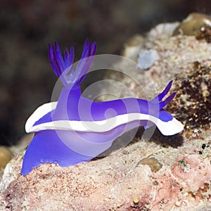 Nudibranch