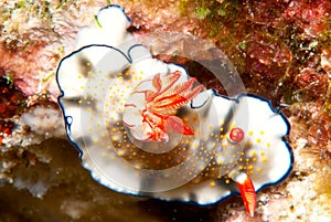 Nudibranch