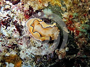 Nudibranch