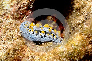 Nudibranch aceh indonesia scuba diving