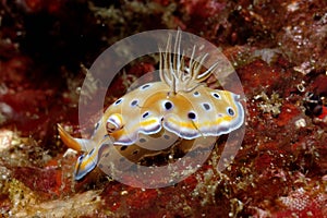 Nudibranch aceh indonesia scuba diving