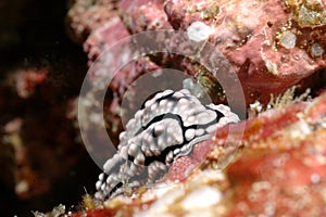 Nudibranch aceh indonesia scuba diving