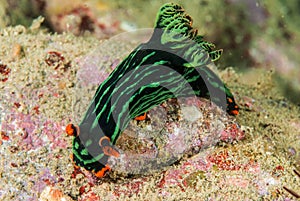 Nudibranch in Ambon, Maluku, Indonesia underwater photo
