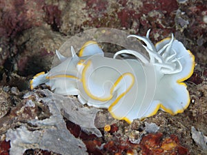 Nudibranch Ardeadoris egretta photo
