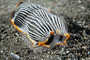 Nudibranch Armina sp. Anilao Philippines