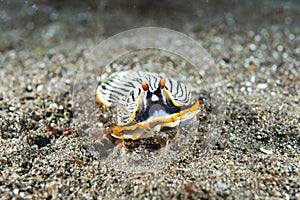 Nudibranch Armina sp. Anilao Philippines