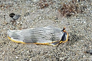 Nudibranch Armina sp. Anilao Philippines