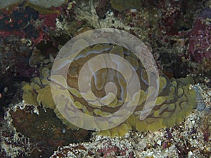 Nudibranch Asteronotus cespitosus