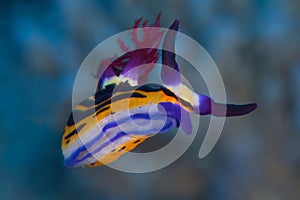 Nudibranch Bighorn nembrotha