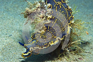 Nudibranch blue