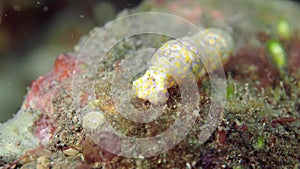 A nudibranch with blue and yellow spots