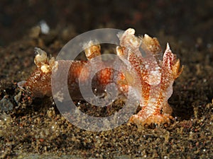 Nudibranch Bornella stellifer