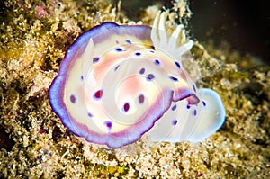 Nudibranch bunaken sulawesi indonesia chromodoris sp. underwater