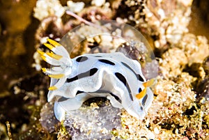 Nudibranch bunaken sulawesi indonesia chromodoris sp. underwater photo