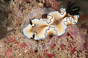 Nudibranch bunaken sulawesi indonesia glossodoris sp. underwater photo