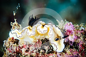Nudibranch bunaken sulawesi indonesia glossodoris underwater photo