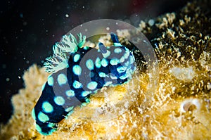 Nudibranch bunaken sulawesi indonesia nembrotha cristata underwater