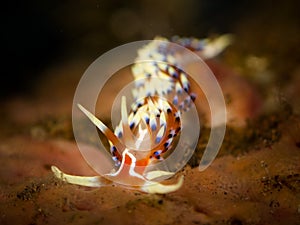 Nudibranch Caloria Indica photo