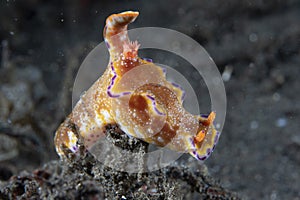 Nudibranch Ceratosoma tenue