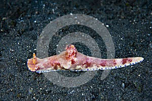 Nudibranch Ceratosoma tenue photo