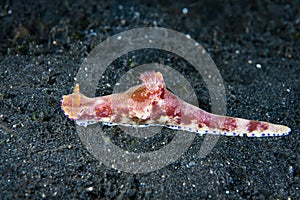 Nudibranch Ceratosoma tenue photo