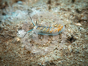 Nudibranch - Cerberilla affinis